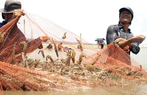 Viet Nam rejects US claims of shrimp industry subsidy
