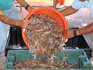 U.S shrimp market in 2013: Limited supply and higher price due to restriction of shrimp imports