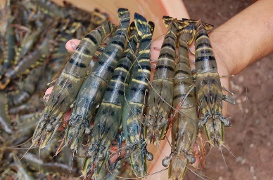 Vietnam shrimp exports saw slow growth due to many different difficulties
