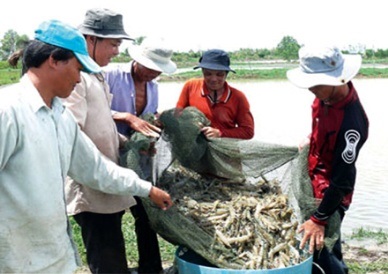 Raw shrimp shortage becomes more serious