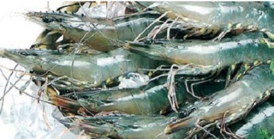 Ca Mau: Strong rise in fishery production