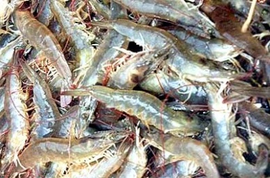 New Wind Seafood Co., Ltd: More orders for shrimp products