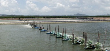 Too many standards for exported seafood