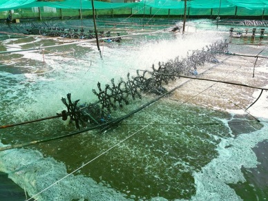 Israeli city seeks partnership importing Bac Lieu’s shrimps