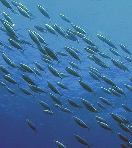 Bangkok skipjack price close to lowest level for three years