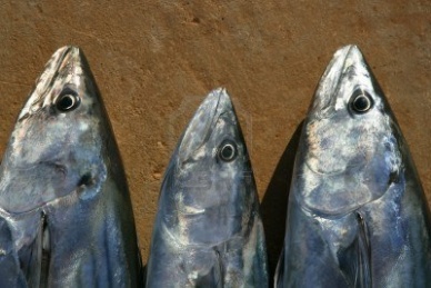 Huge fish demand in China is threatening Japanese fisheries and consumption