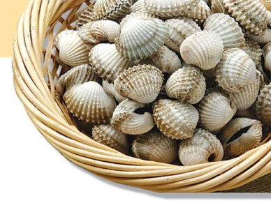 Ben Tre: Lack of blood cockle seed for new crop