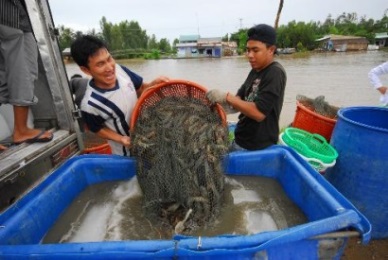 Soc Trang: High profit for white shrimp farmers