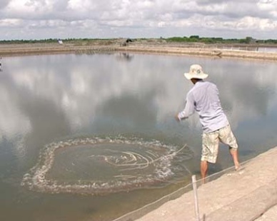 Soc Trang encouraging farmers to buy shrimp farming insurance