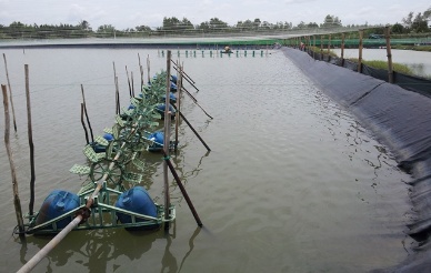 Soc Trang: Brackishwater shrimp farming develops well 