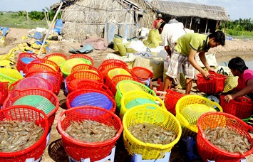 Soc Trang: Bumper crop of shrimp