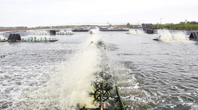 Ben Tre: Shrimp farming area to reach 35,000 ha by the end of 2016