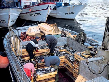 Spain: Slight decrease in fresh fish landings in first quarter