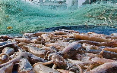 Argentina: Significant increase in squid landings 