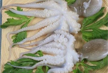 ASEAN – A spotlight in Vietnamese cephalopod exports