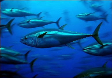 Conservation groups call for precautionary management of global tuna stocks 