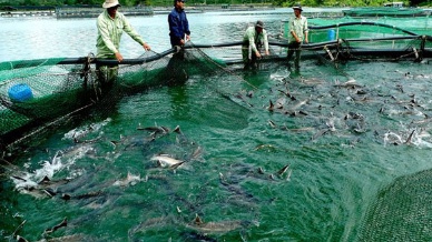 Cheaper black market sturgeon from China threatens Vietnam