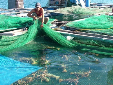 Sustainable development of Vietnam fisheries sector