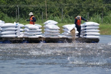 Dong Thap leads Mekong Delta in pangasius output