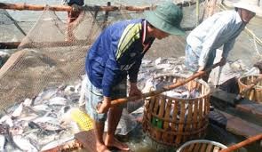 Pangasius firms fishing for markets