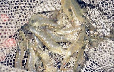 Bac Lieu: Low demand for raw shrimp