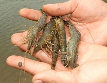 Shrimp farm crops suffer from EMS outbreaks