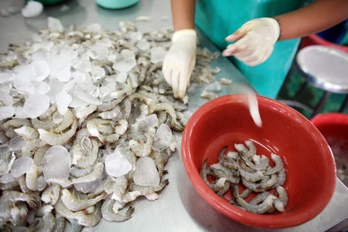 Thailand shrimp exports continued to decline in QI/2014