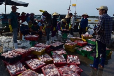 PRESS RELEASE: Vietnam marine products for exports keep stable quality
