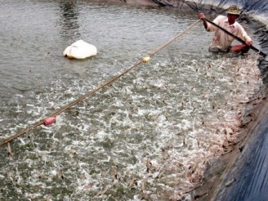 Ca Mau raised shrimp production towards export turnover of US$1.2 billion  