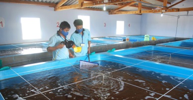 Circular 45/2014/TT-BNNPTNT: Providing for the inspection of agriculture production/trading establishment and the certification of fulfillment of food safety conditions for agro-forestry-fishery products