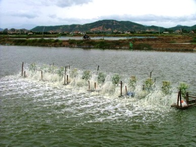 Dong Thap: Aquaculture area of 723ha was certified