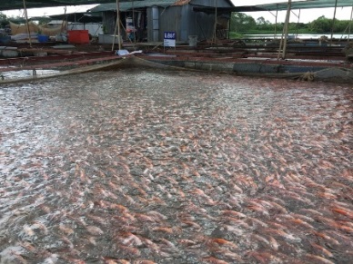 Ben Tre to achieve 300,000 MT of aquaculture production by 2020