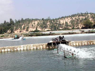 Tien Giang applied barcode for farmed shrimp