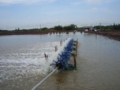 Tien Giang to stock 3,500 hectares of shrimp 