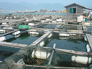 South China tilapia seedling sales down by 30% in some areas