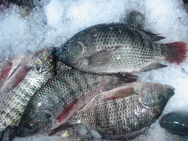 Tilapia faces hurdles to UK success