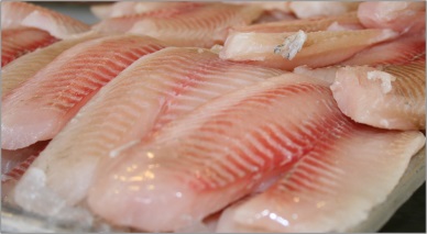 China: Strong tilapia prices drive shortage of larger sizes
