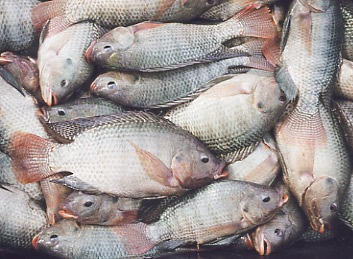 Tilapia production may top 4.5 million tons by 2014