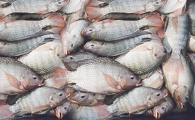 Honduras to develop saltwater tilapia farming operations for export