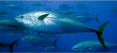 Greenpeace sounds the alarm on the state of Philippine tuna