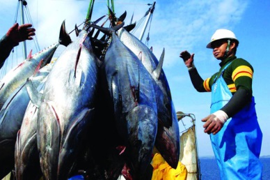 Vietnam’s tuna exports to the US recovers