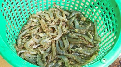 EMS shrimp shortage to last 