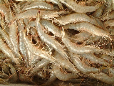 Shrimpers intend to halt Argentinean prawn imports