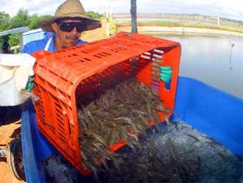 Brazil shrimp producers target EU market once again