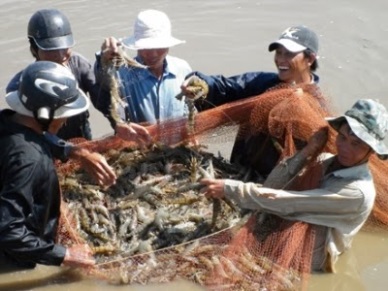 Fisheries output in Ca Mau hit 91,200 MT in Jan-Feb 2016