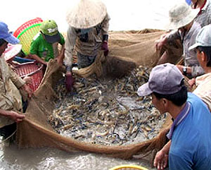 Viet Nam needs 5.7Mln MT of seafood raw material for export processing