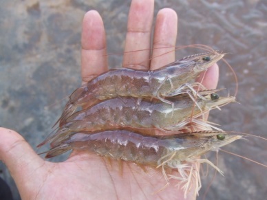 Soc Trang: High production of brackishwater shrimp 
