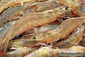 EU shrimp market: increasing price 