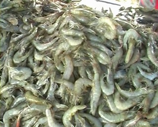 New Thai rapid test for EMS a boon to shrimp farmers