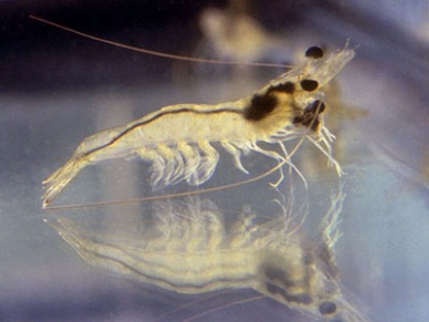 Excellent Openings For Vietnam To Boost Shrimp Exports Have Come